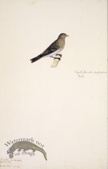 58 Swedish Birds . Fringilla Flavirostris. Twite